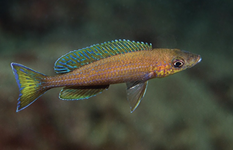 Paracyprichromis brieni 'Ninde'